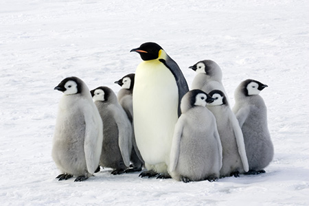 Some penguins